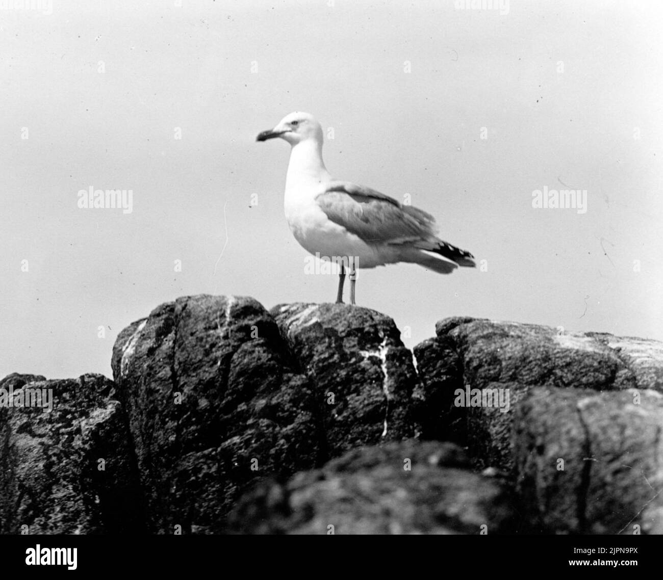 Gråtrut, Lamus silver Gråtrut, Larus argentatus Foto Stock