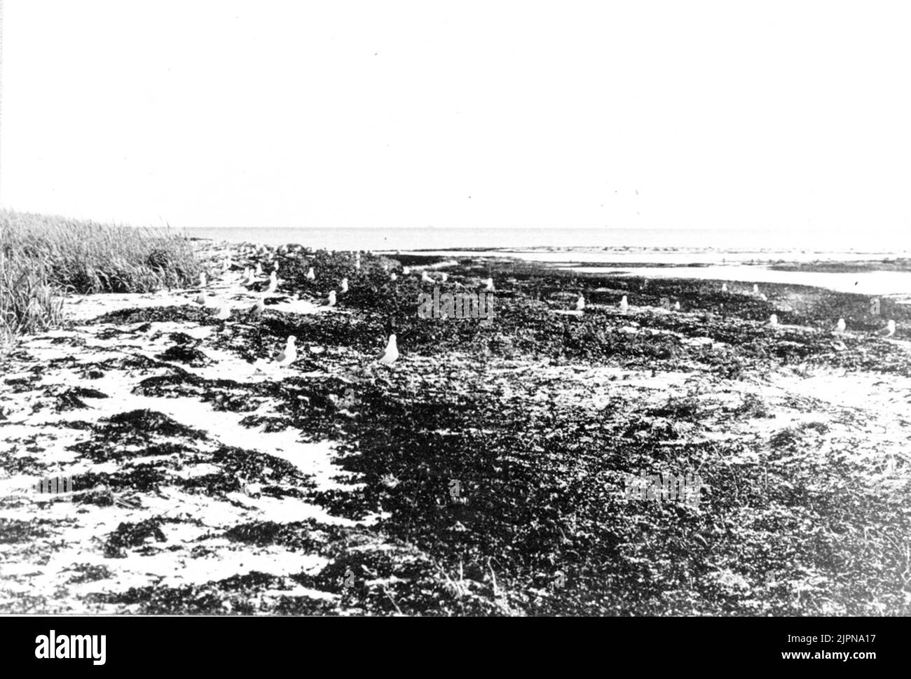 Terreno di allevamento, gabbiano, Larus canus 25 giugno 1923 Häckningsterräng, fiskmås, Larus canus 25 Juni 1923 Foto Stock