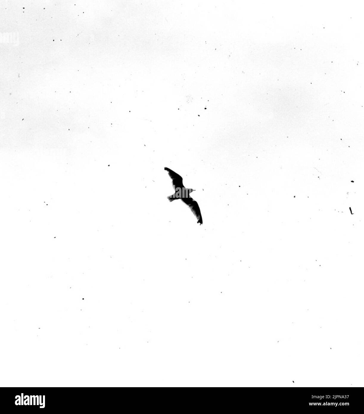 Fishmas, Larus invecchiamento fiskmås, Larus Canus Foto Stock