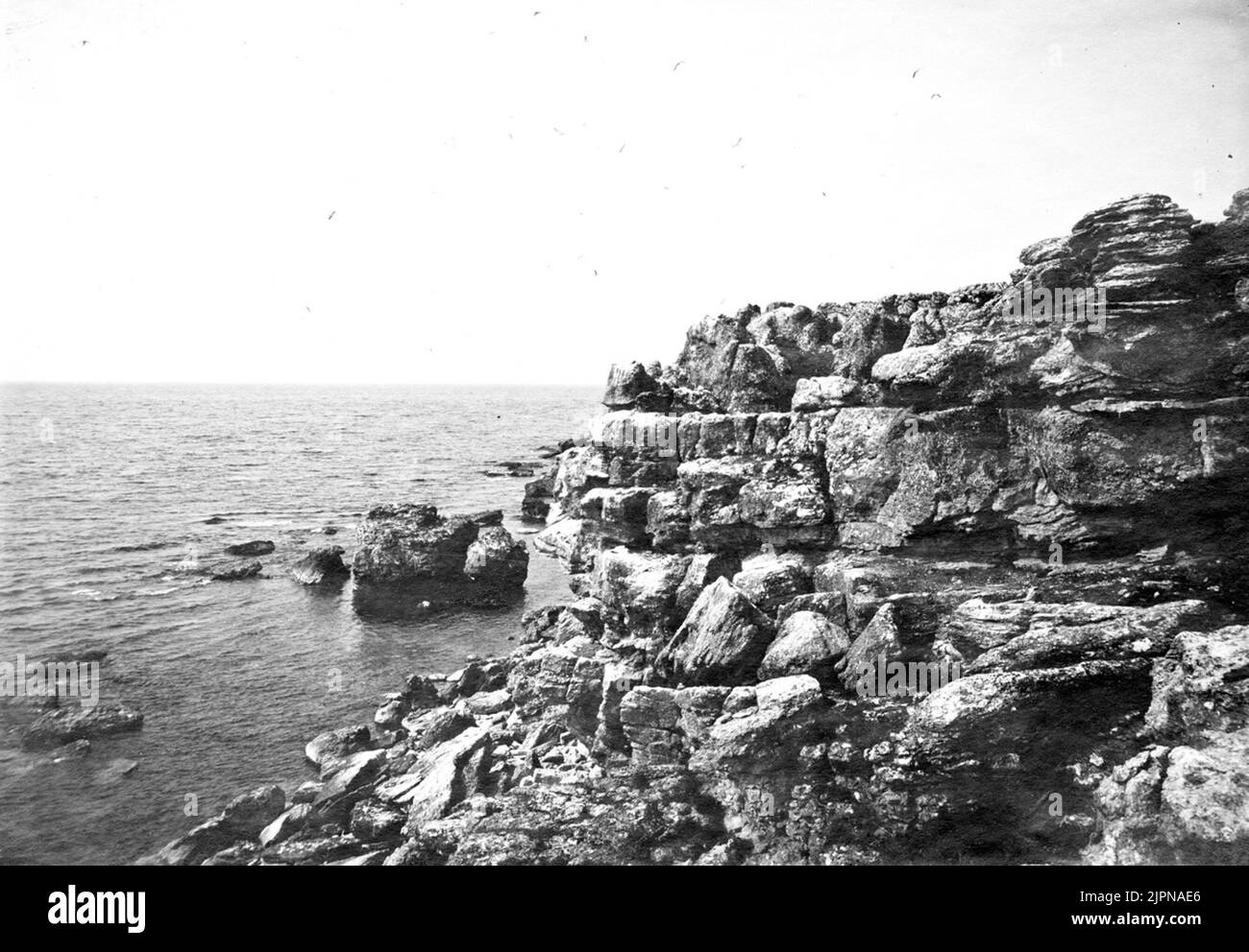 Biotopo per maiale di aringa (Uria Troile). Società di suini di aringa. Giugno 6, 1918. Biotop för sillgrissla (Uria Troile). Samhälle AV sillgrisslor. 6 juni 1918. Foto Stock