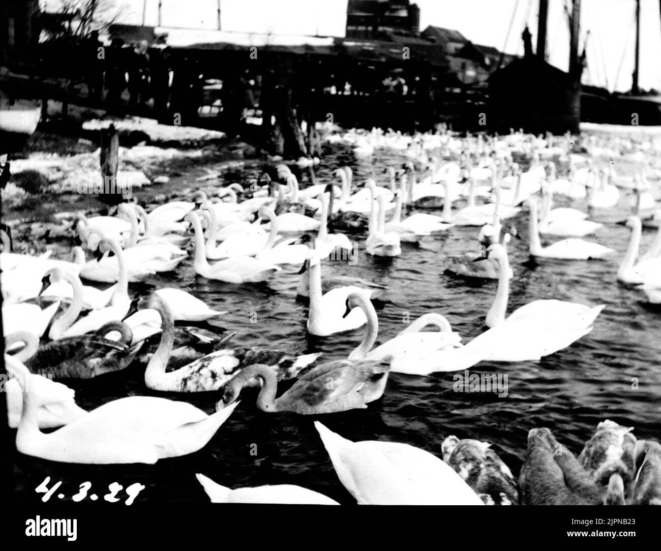 Cigni (Cognini) Svanar (Cognini) Foto Stock