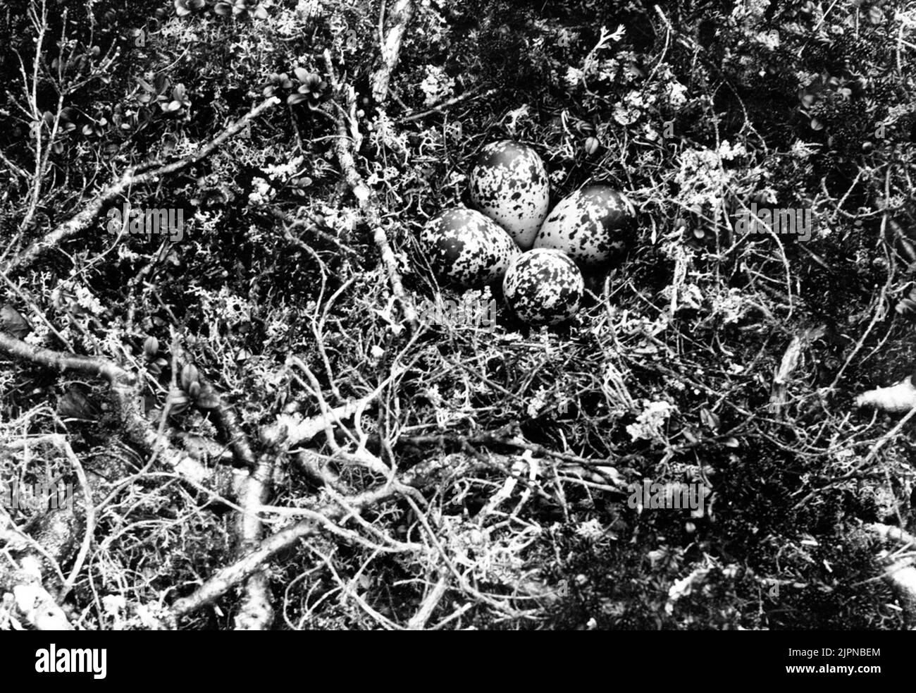 Rimanete a Ljungpistare, (Caradrius Apricarius) Pluvialis Apricaria, a Fjällhed su Tjerroketje, a circa 1 km V.N.V. Circa la stazione di Harrå Järvu, Gällivare s: n norrb.lapmark. 4 ORFULS 8 giugno 1924 Foto E. Wibeck il 8 giugno 1924 Bo AV ljungpipelare, (Caradrius albicarius) Pluvialis albicaria, å fjällhed å Tjerroketje, ca 1 mil v.n.v. om Harrå järvu-station, Gällivare s:n Norrb.lapmark. 4 oruf.ägg den 8 juni 1924 Foto E. Wibeck den 8 juni 1924 Foto Stock