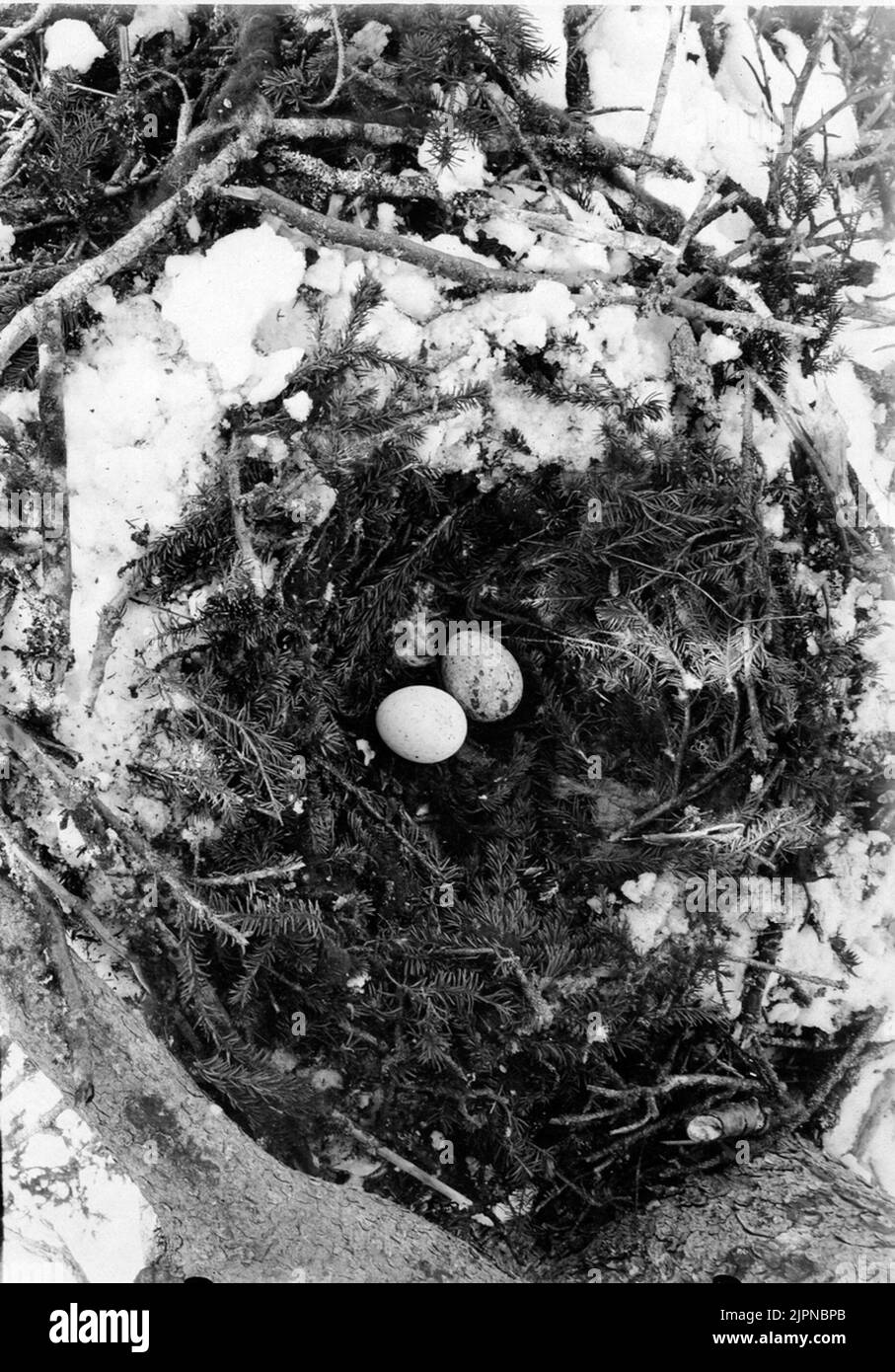 Kungsörnbo, visto dall'alto. In cima al vecchio cilindro di riso con neve eccessiva, le aquile hanno posato un circuito profondo 55 cm (diametro) e 15 cm di ramoscelli di abete rosso fresco di 1-2, eccezionalmente fino a 4 dm di lunghezza. Le tussle visibili del LAF? (Alectovia e Usnea)? Bloccato su questi rami di abete. Alcuni cani di piccola taglia sono stati trovati anche nella palla. Foto E.Wibeck il 1 aprile 1921. Kungsörnsbo, sett. uppifrån. Överst på den gamla,översnöade riscilinern ha örnarna lagt en 55 cm vid(i diametro) och 15 cm djup krets av färska gran kvistar AV 1-2, undantagsvis ända up till 4 dm:s längd. De synliga tussarna AV la Foto Stock