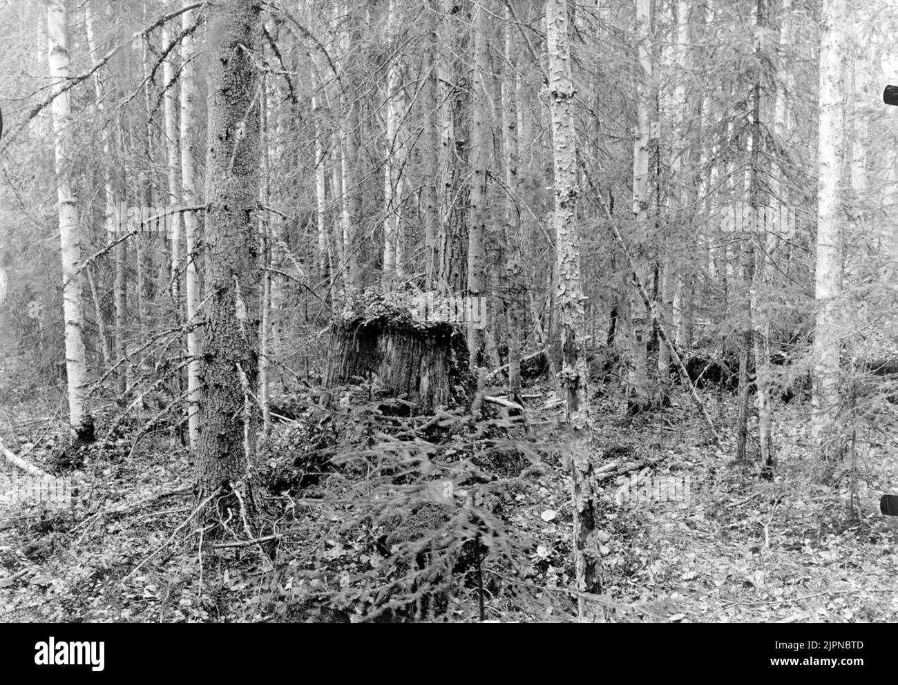 Terreno di copertura per (Tetras Bonasia), il nido era sul grande ceppo nel mezzo della foto. Foresta mista molto densa di betulla, pino e abete rosso. Giugno 2, 1915. Häckterräng för (Tetras Bonasia), boet låg uppe på den stora stubben mitt i bilden.mycket tät blandskog AV Björk, alto ock gran. 2 giugno 1915. Foto Stock