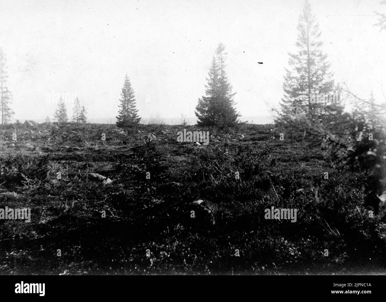 RIPA (Logupus Alleus) Hanen Ripa (Logupus Alleus) Hanen Foto Stock