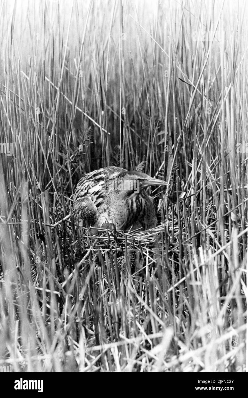 Rördrom (stellaris Botauro) Rördrom (stellaris Botauro) Foto Stock