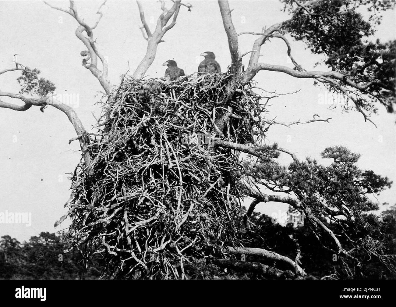 Aquile adulte in Bo? Dove? , Alan 1908 Vuxna örnungar i bo? Var? , Alan 1908 Foto Stock