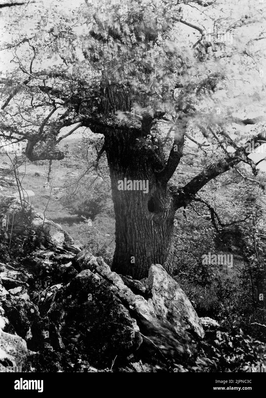 Insediamento per grandi scarti Foto Wibeck Boplats för storskrake Foto Wibeck Foto Stock