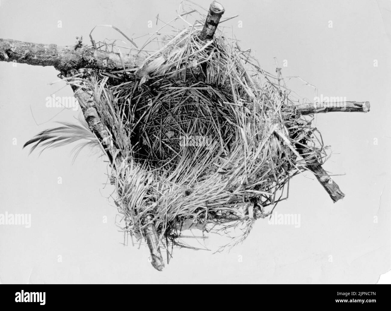 Soggiornate presso Oriolus, Summer Gyling, Famle. Guarnizioni. Nota il binding esperto! Bo AV Oriolus, Sommargylling, fram. Tättingar. OBS den skickliga ombindningen! Foto Stock