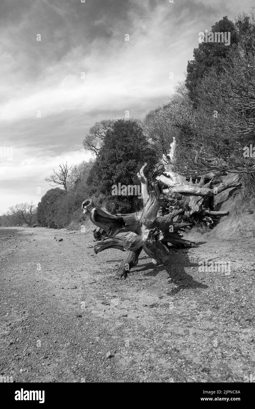 Immagine in bianco e nero degli alberi caduti sulla spiaggia di Nacton Foreshore, Suffolk, Inghilterra, Regno Unito Foto Stock