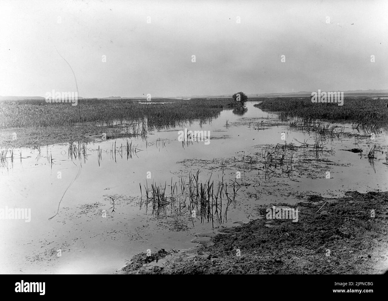 Terreno di allevamento per, tra le altre cose, doping a collo nero e terna nera. Häckningsterräng för bl.a svarthalsad dopping och svart tärna. Foto Stock
