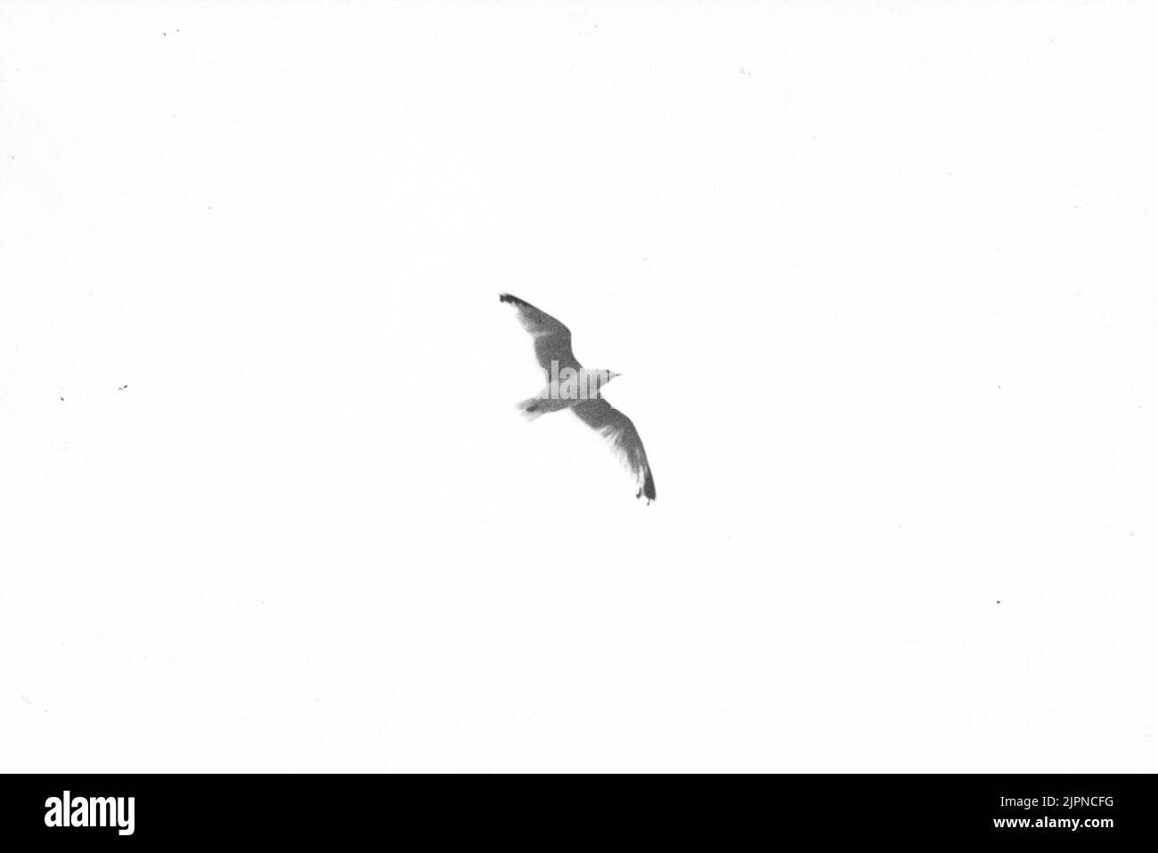 Gråtrut, Lamus silver Gråtrut, Larus argentatus Foto Stock