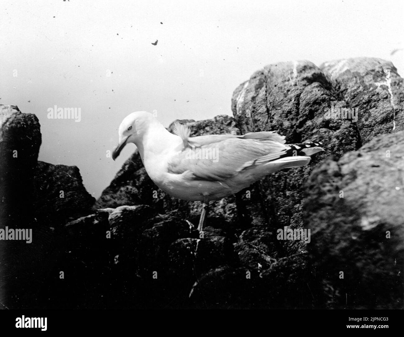 Gråtrut, Lamus silver Gråtrut, Larus argentatus Foto Stock