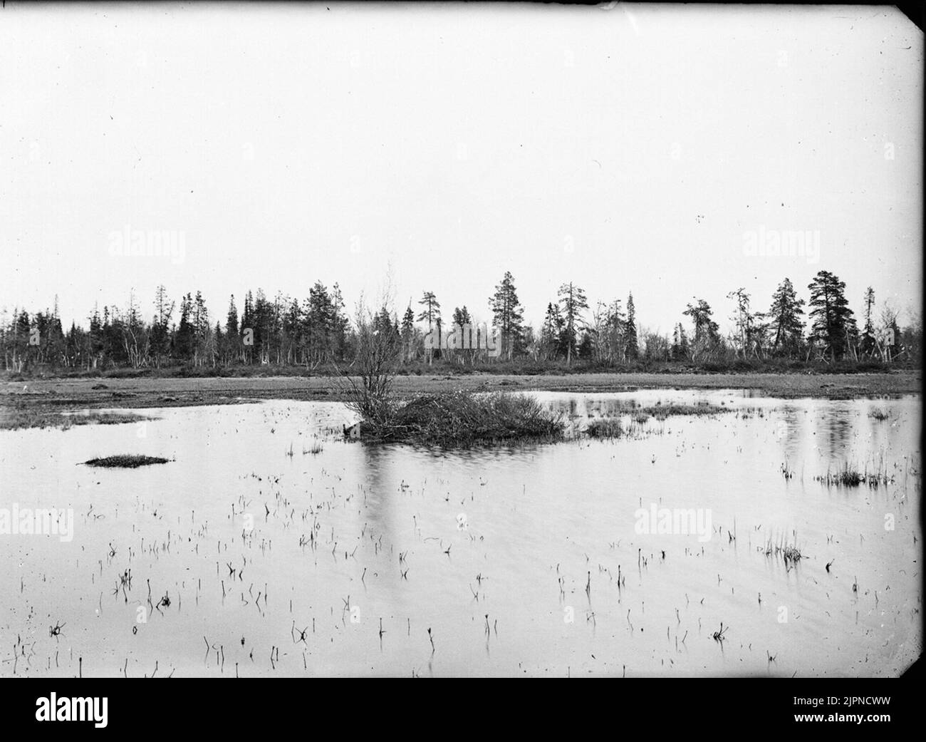 Canzone Sångsvan Foto Stock