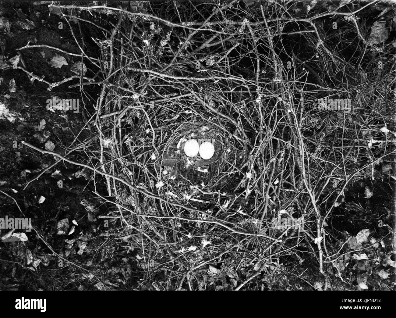 Bive Bivråk Foto Stock