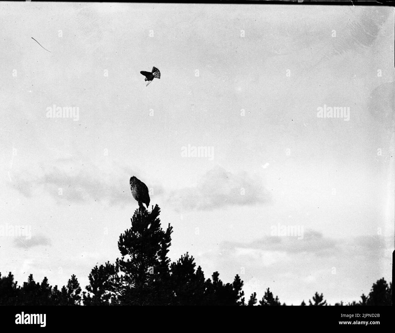 Falco di passero (falco di passero contro UV) Sparvhök (sparvhök mot uv) Foto Stock