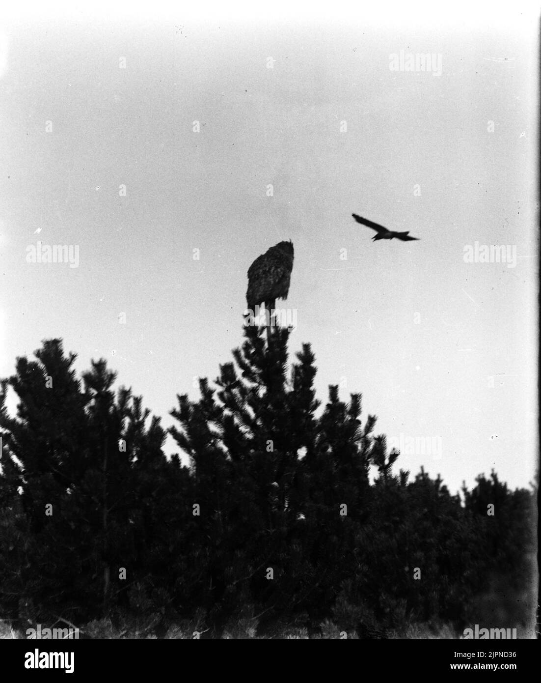 Serpente (UV e serpente) Ormvråk (uv och ormvråk) Foto Stock