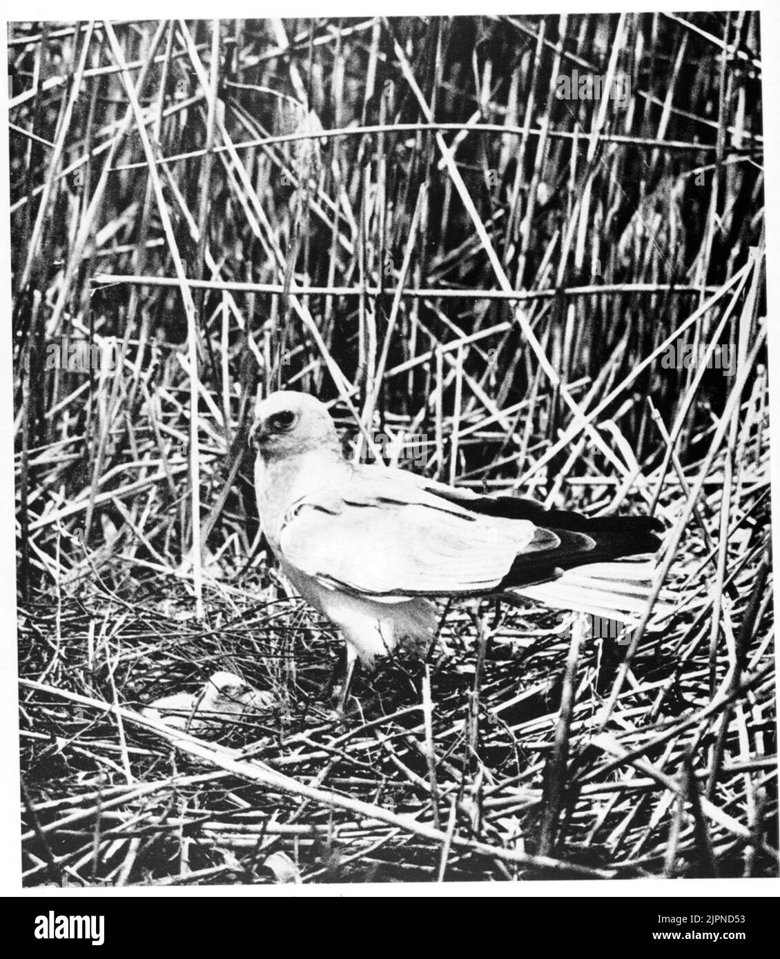 Palude-falco-maschio al nido Blå kärrhök-hane vid boet Foto Stock