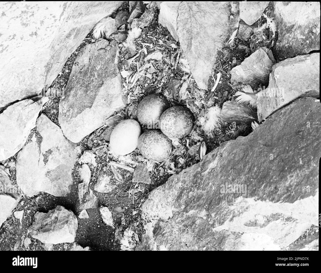 Jaktfalk Jaktfalk Foto Stock