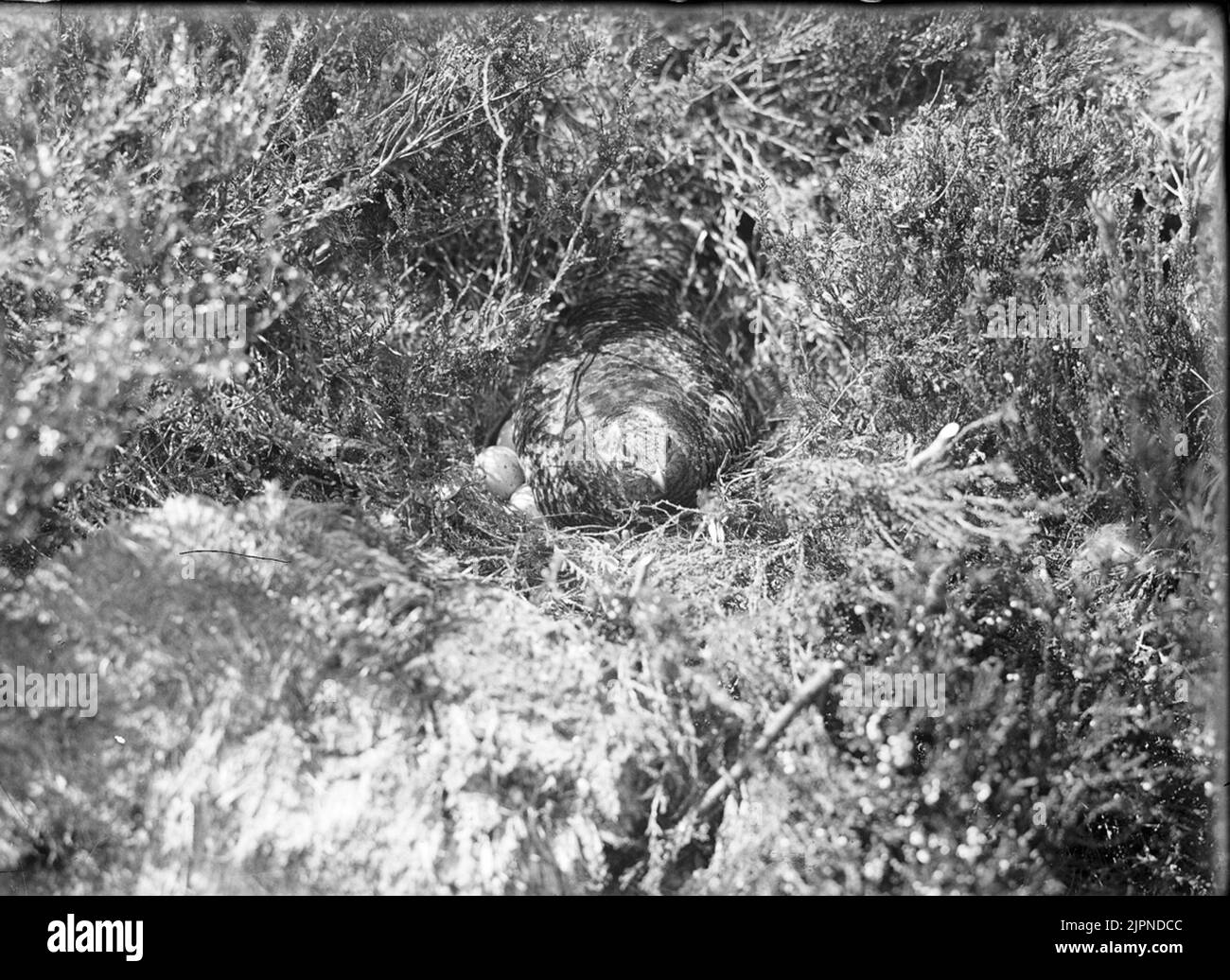 Orrhöna i bo Orrhöna i bo Foto Stock