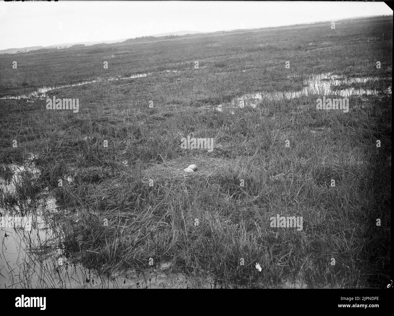 Gru Trana Foto Stock