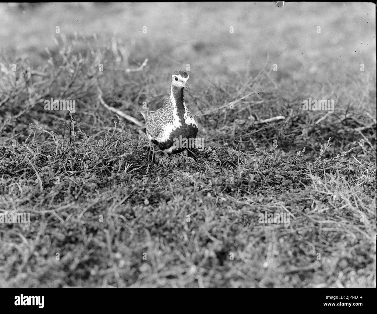 Il plover dorato di Ljungpipelare Foto Stock