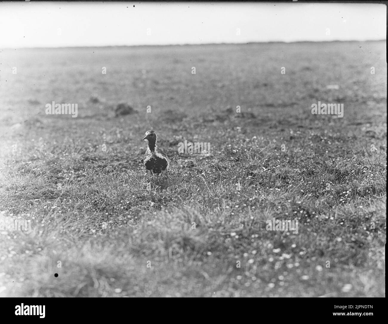 Il plover dorato di Ljungpipelare Foto Stock