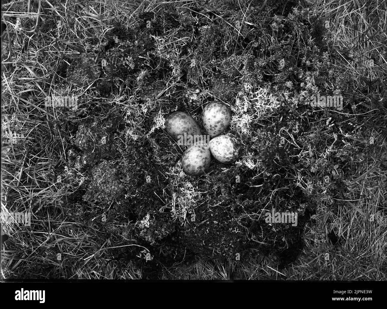 Myrspov Myrspov Foto Stock