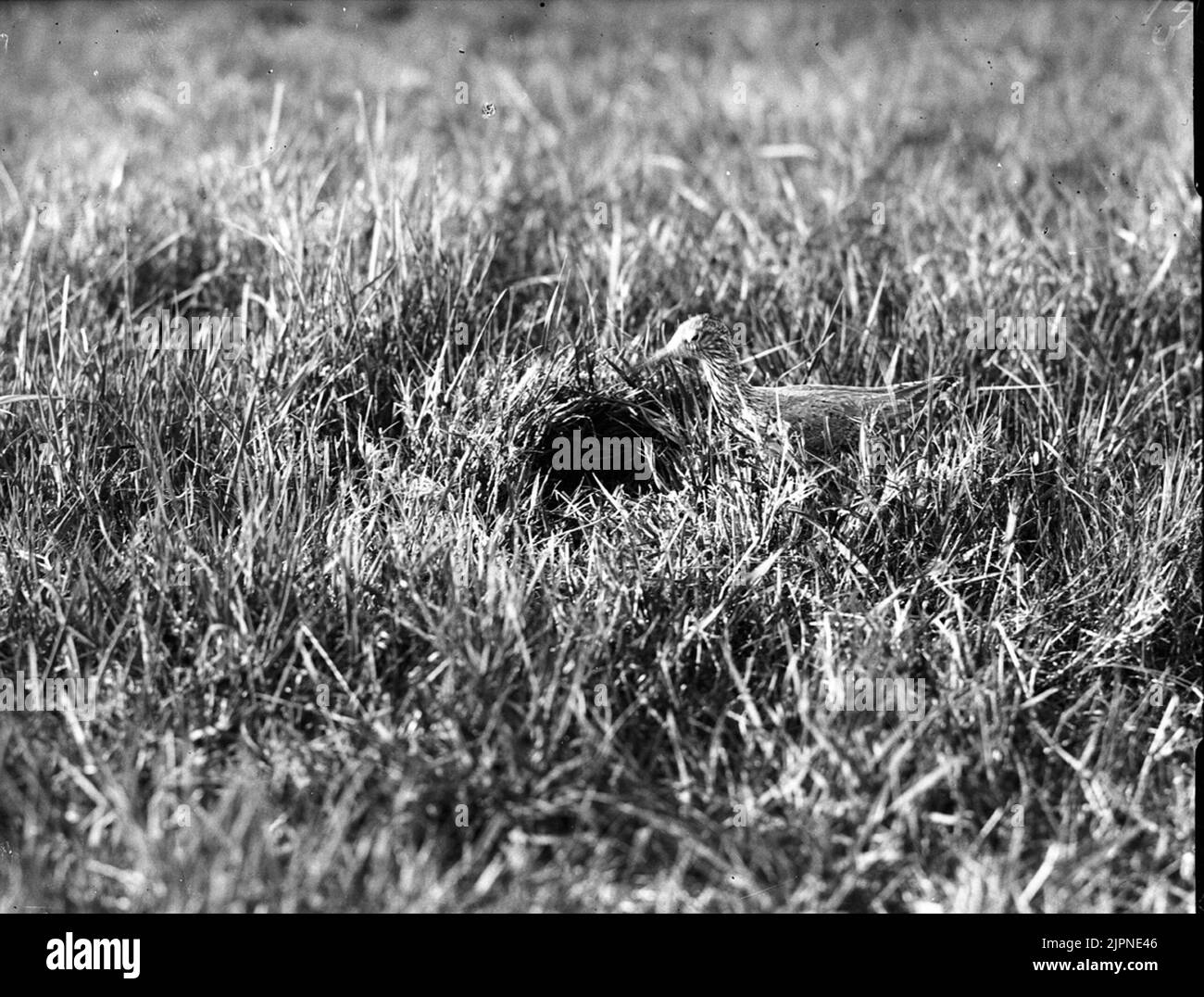 Gambe rosse vicino al boet Rödbena nära nido Foto Stock