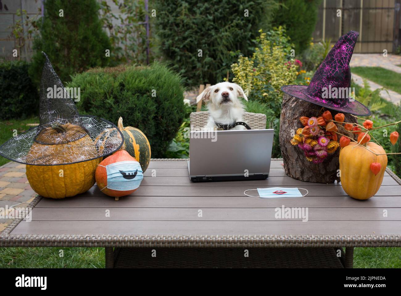 divertente cane bianco siede a un tavolo nel giardino di fronte a un computer portatile accanto alle zucche arancioni decorate con cappelli strega. Preparazione per Halloween. ufficio Foto Stock