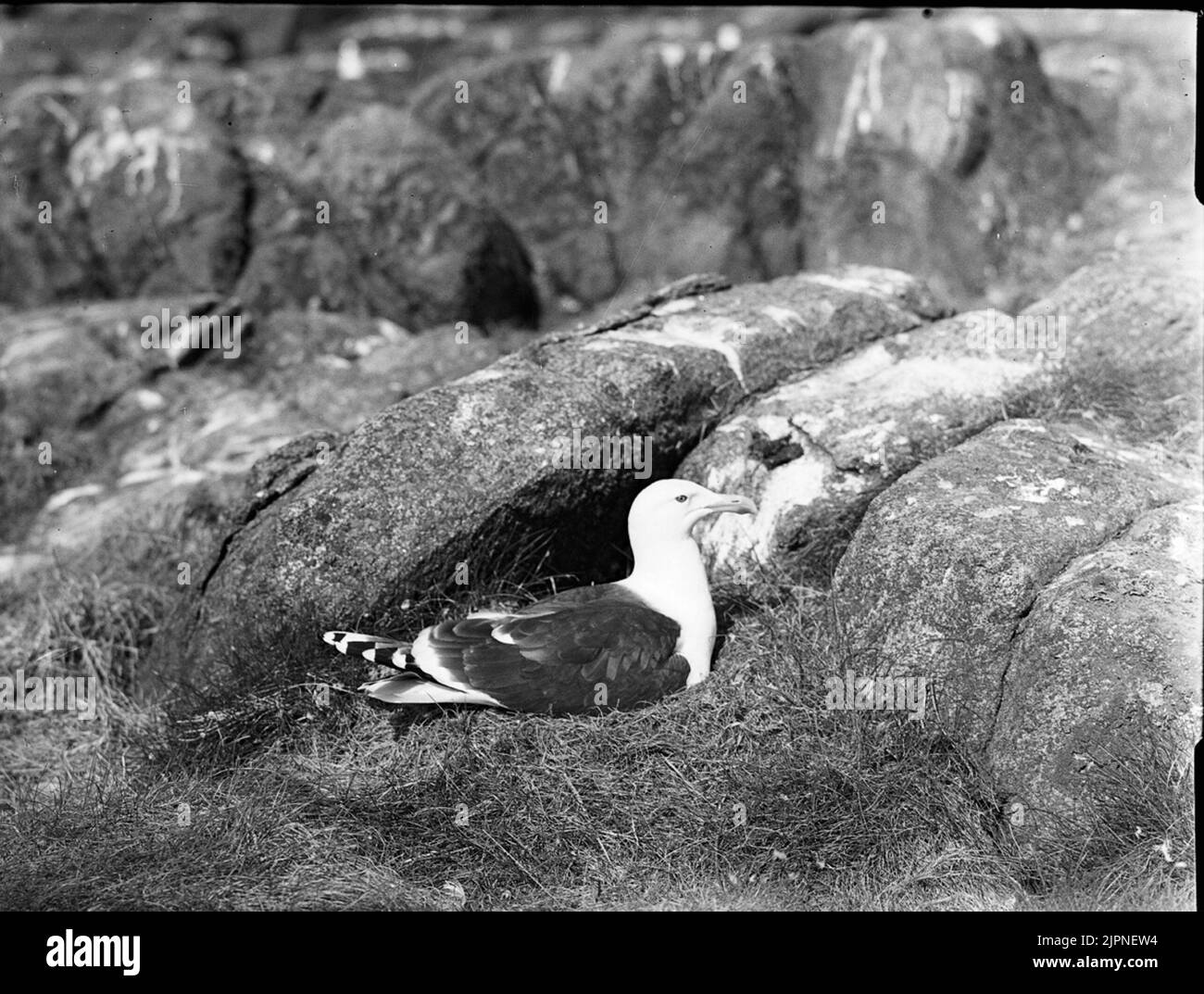 Rubvands mare brivido Ruvande havstrut Foto Stock