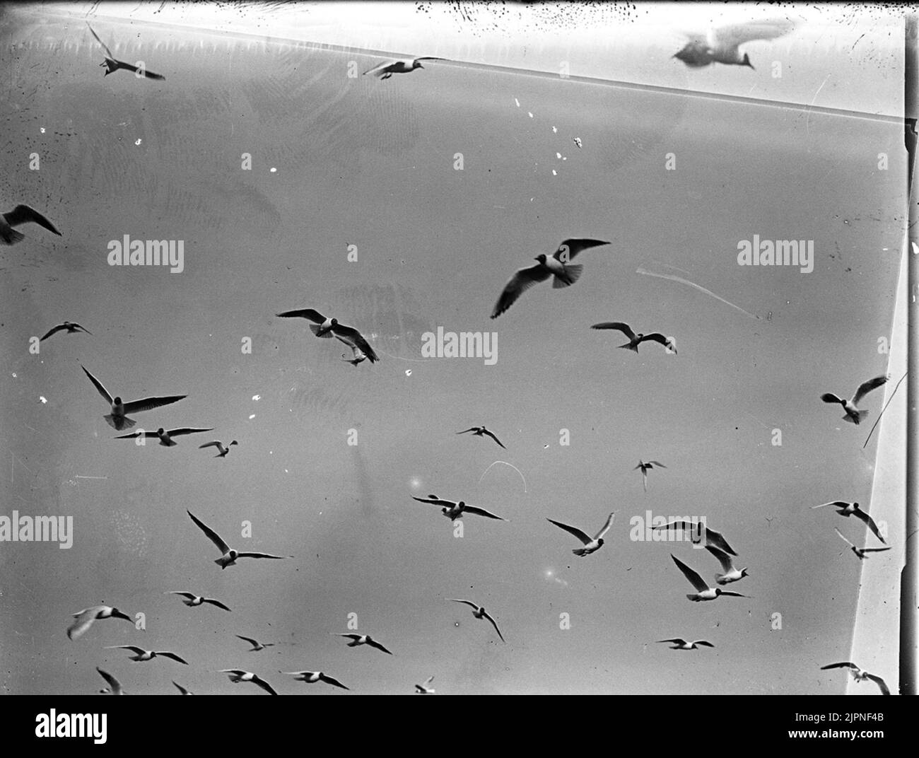 Risate Skrattmås Foto Stock