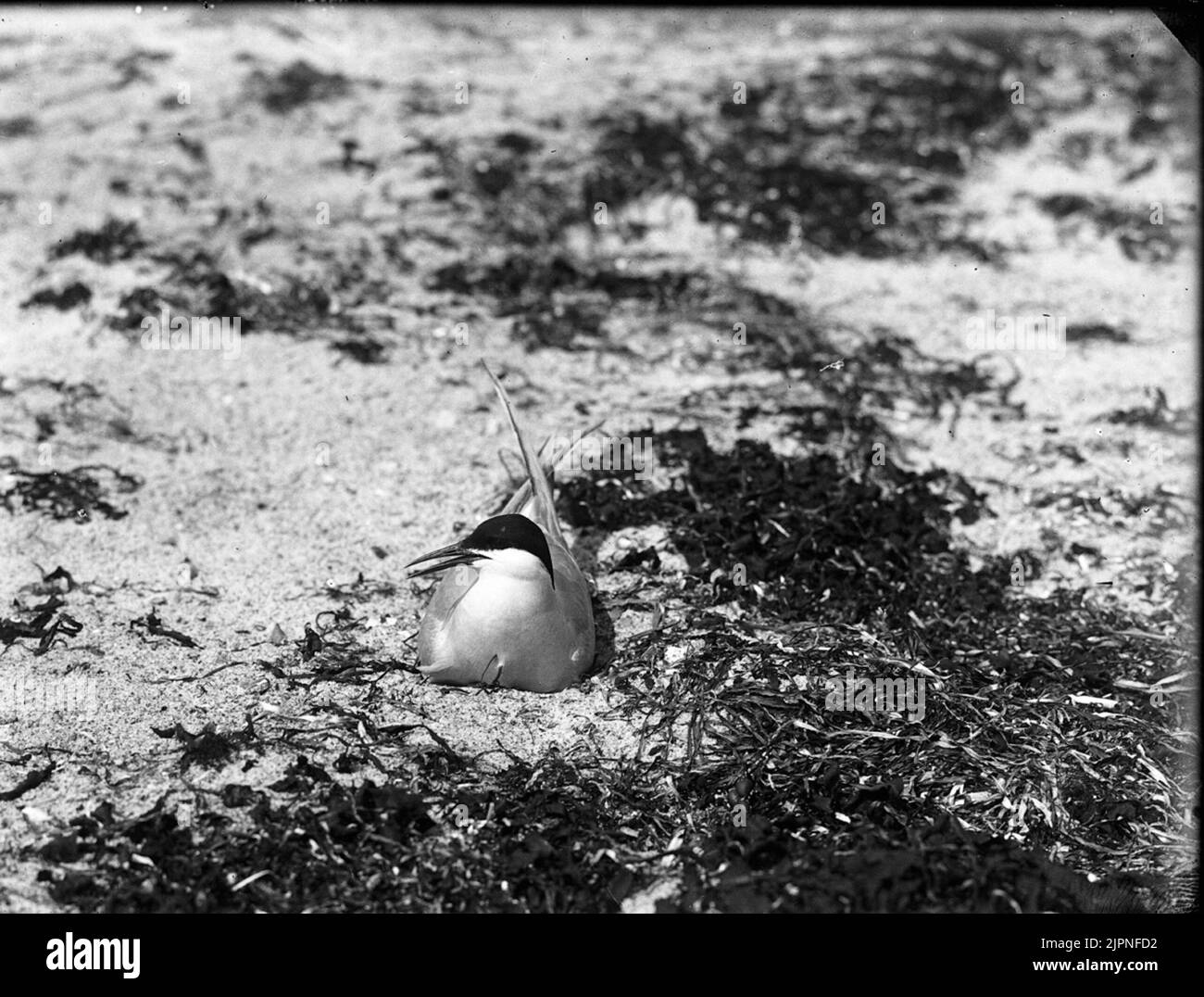 Terna d'argento Silvertärna Foto Stock