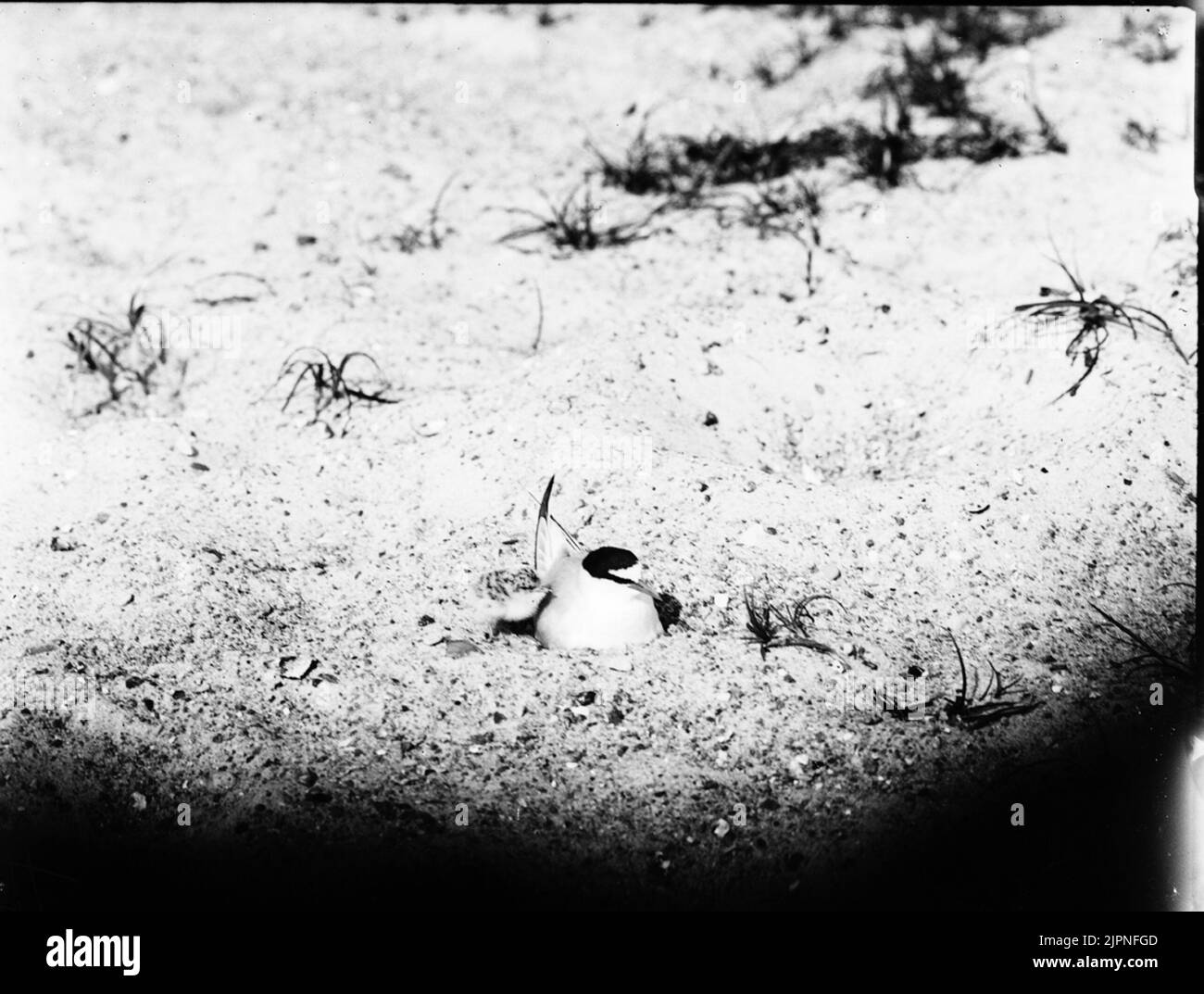 Piccola terna Småtärna Foto Stock