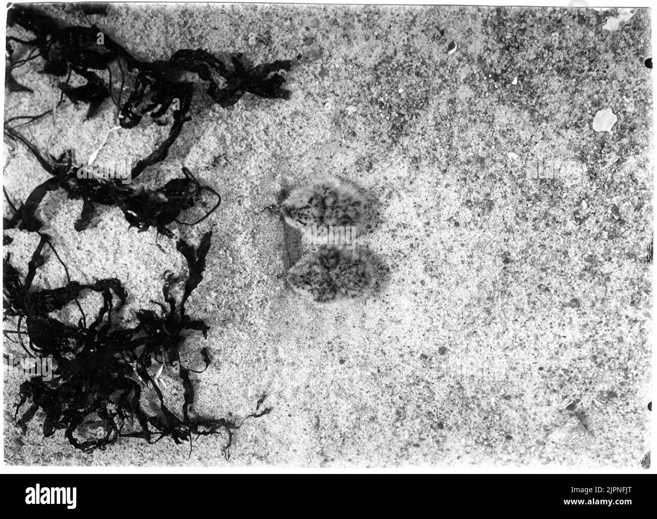 Piccola terna Småtärna Foto Stock