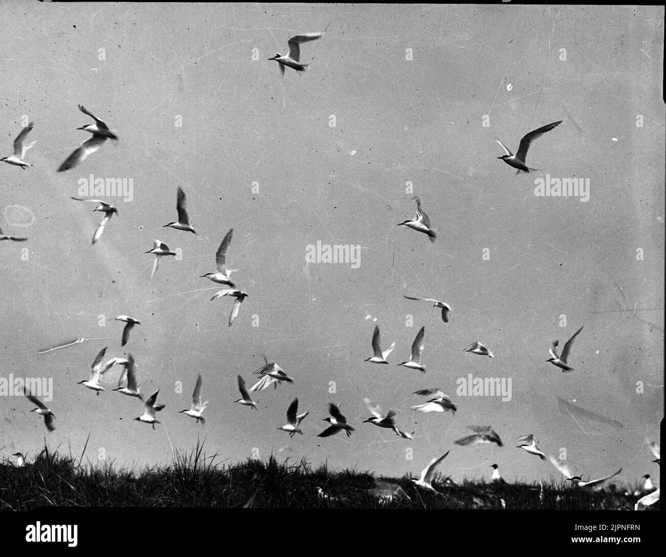 Volo Kentska Ternor Flygande kentska tärnor Foto Stock