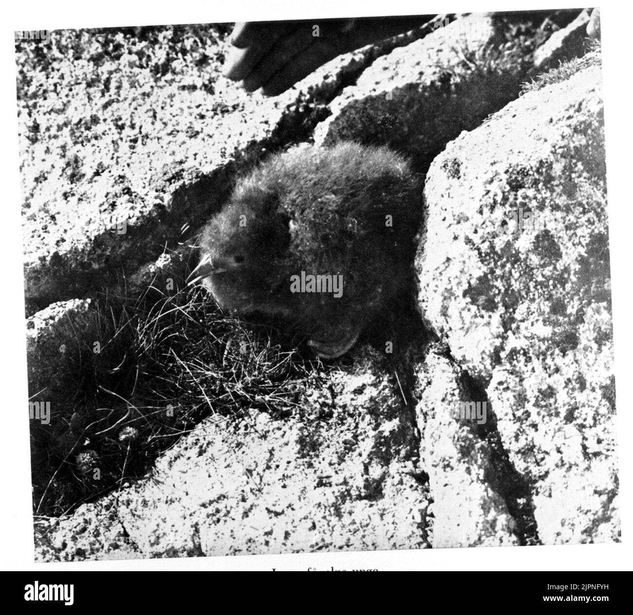 Il giovane di Lunnefågeln Lunnefågelns unge Foto Stock