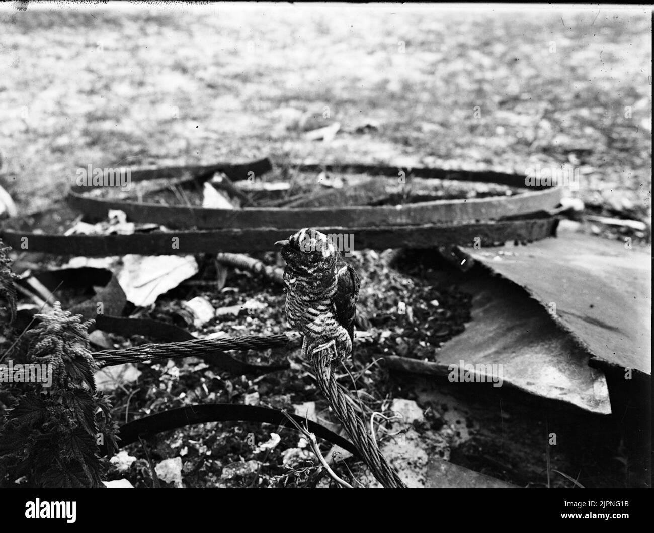 Boplats per cucù capretto su scarto mucchio Boplats för gökunge på skrothög Foto Stock