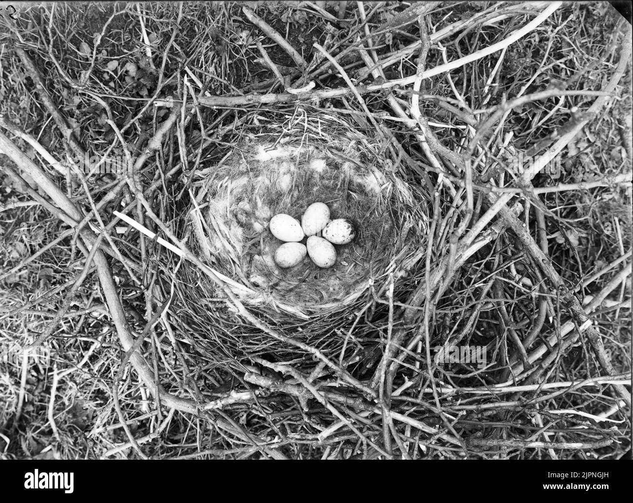 Soggiorno di Crow Bo AV kråka Foto Stock