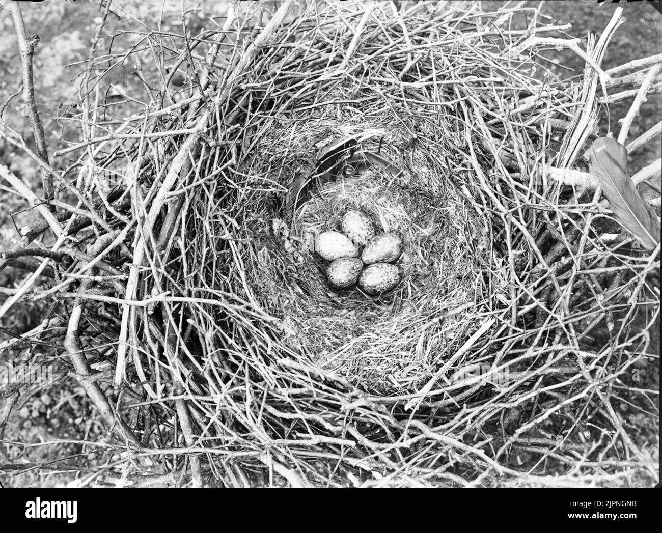 Soggiorno presso Fåka Bo AV råka Foto Stock