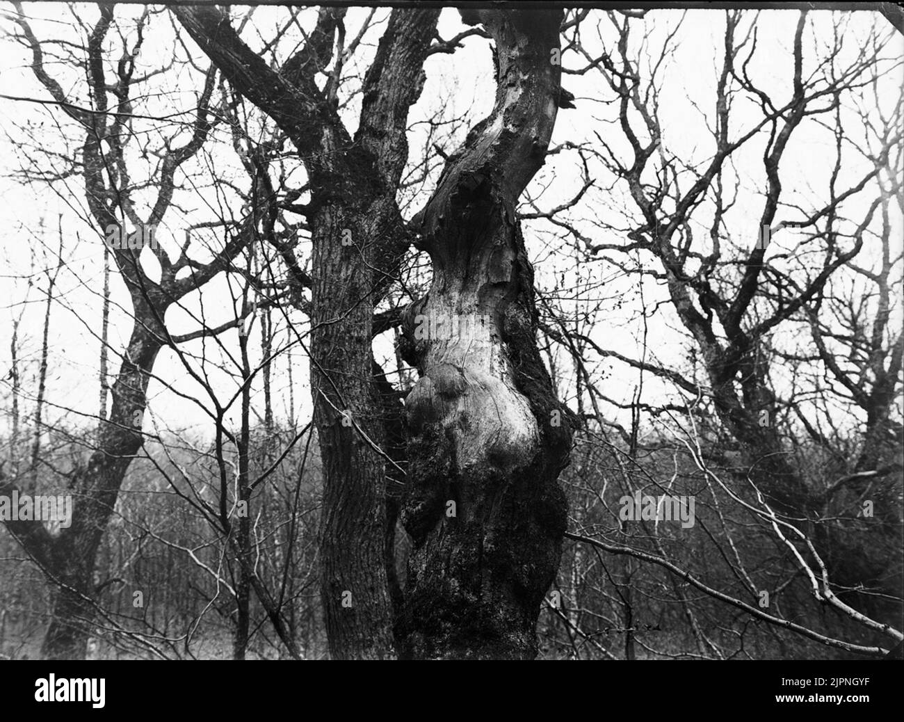 Riduttore ad albero Trädkrypare Foto Stock