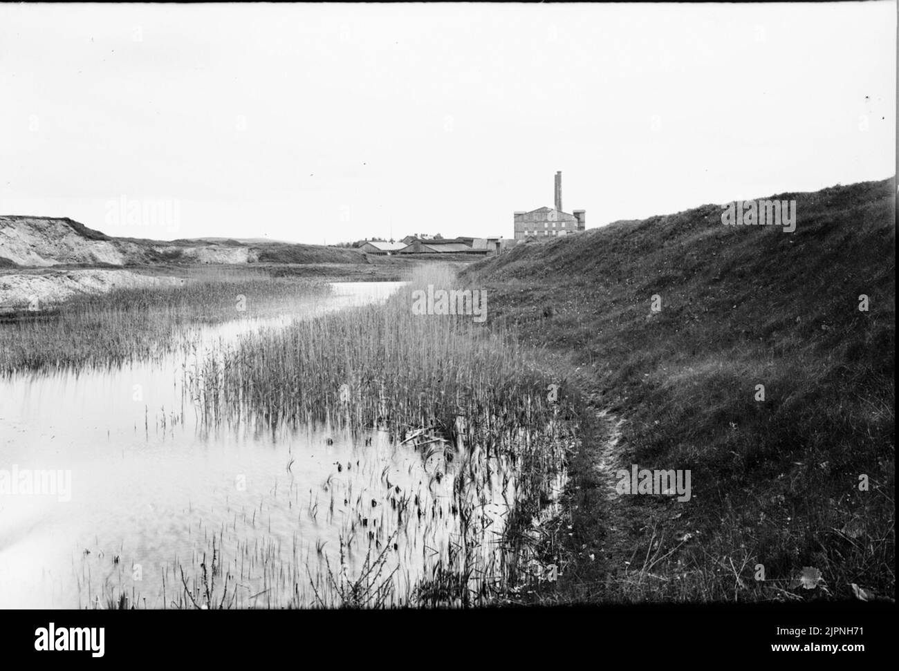 Terreno fertile per sävsångare (cantante di pipe) Häckningsterräng för sävsångare (rörsångare) Foto Stock