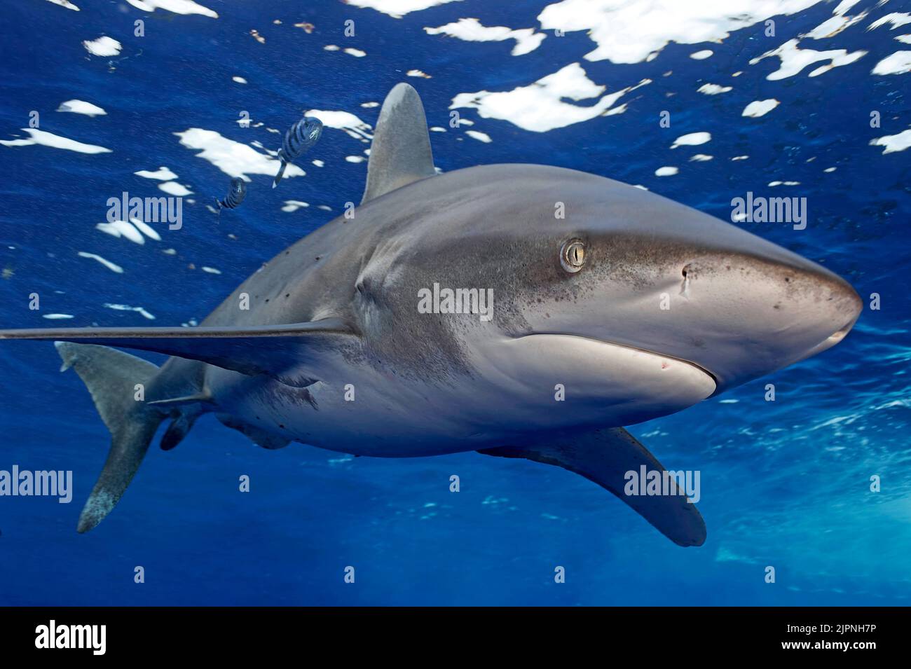 Squalo bianco oceanico (Carcharhinus longimanus) con pesci pilote, Bahamas, Caraibi Foto Stock