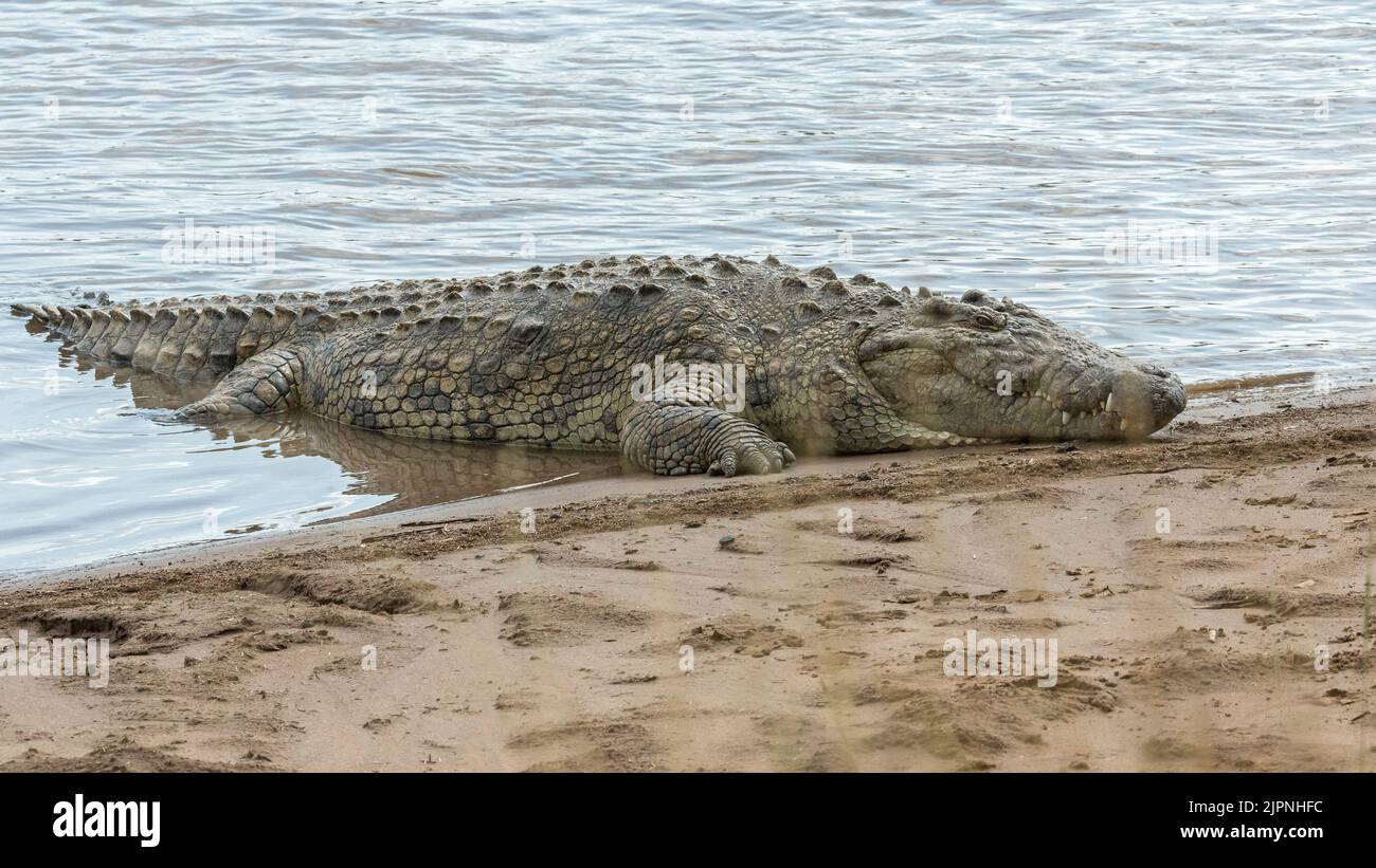 Coccodrillo del Nilo, (Crocodylus niloticus), Parco Nazionale Maasai Mara, Kenya, Africa Foto Stock