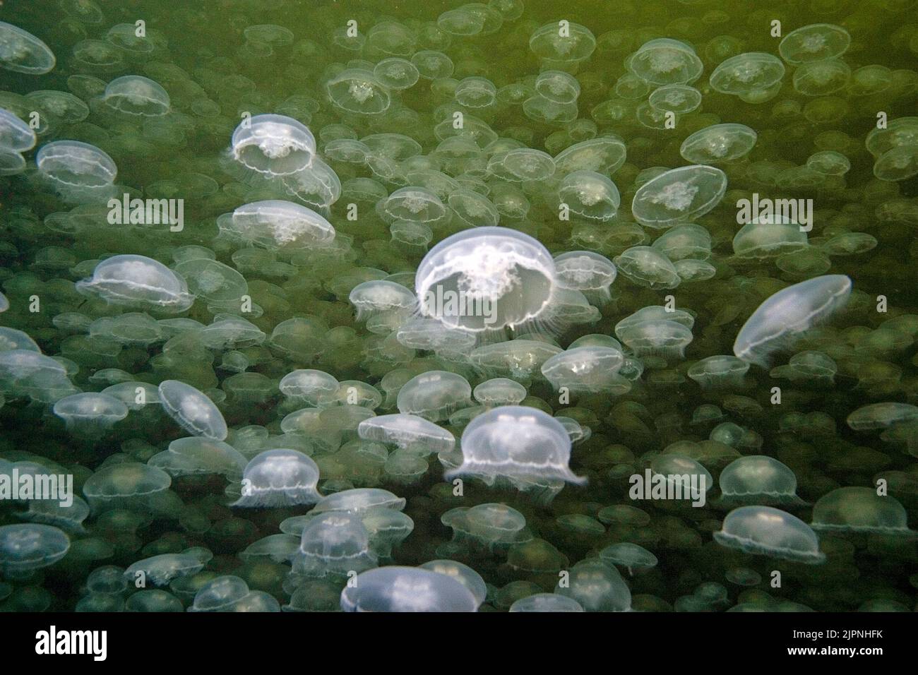 Un gran numero di gelatine della Luna (Aurelia labiata), British Columbia, Canada Foto Stock