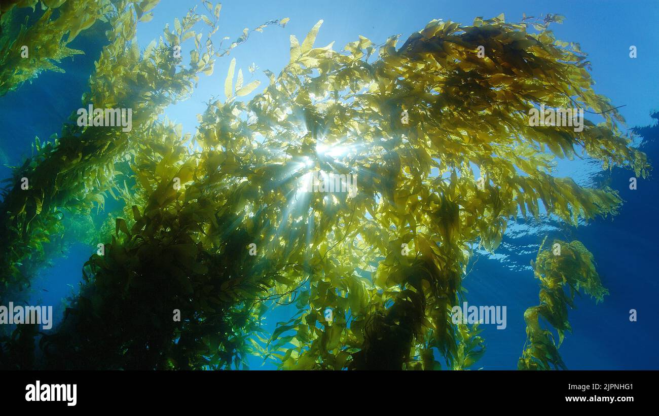 Kelp gigante o kelp vescica (Macrocystis piryfera), isola di San Clemente, California, Stati Uniti, Oceano Pacifico Foto Stock