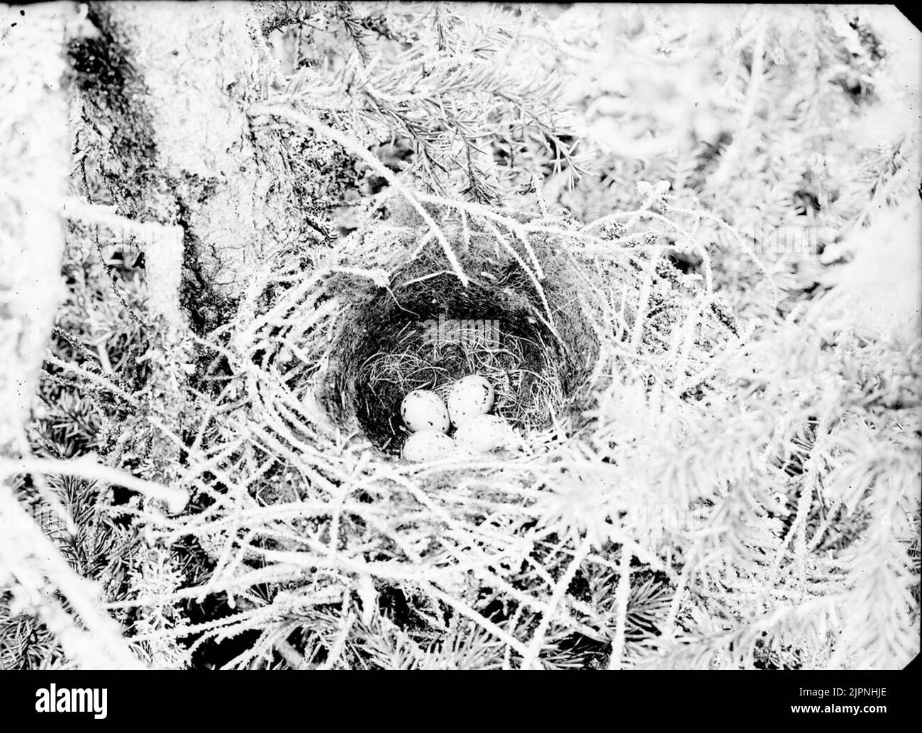Soggiorno di sidensvans Bo AV sidensvans Foto Stock