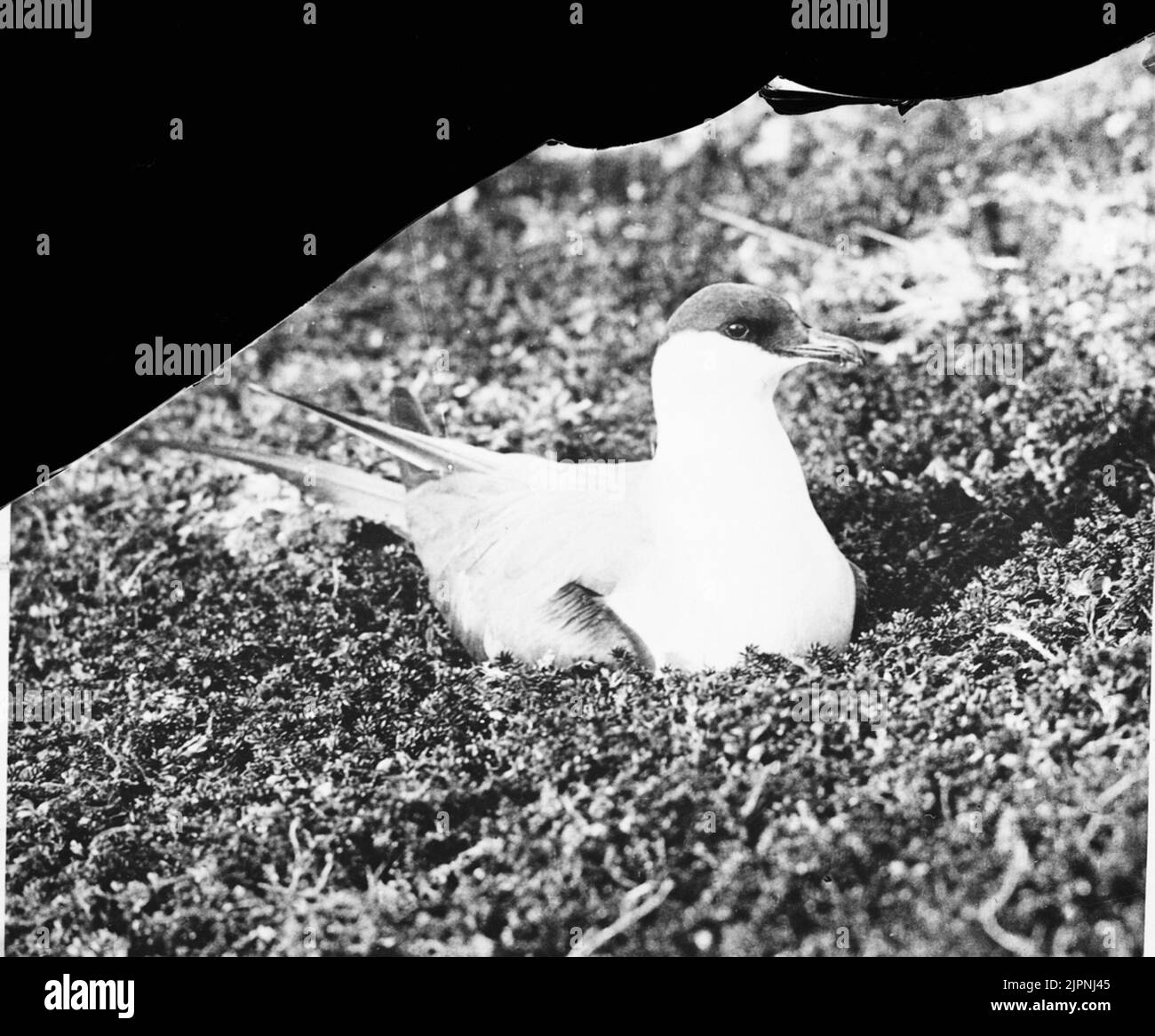 (Cameriera) (Tärna) Foto Stock
