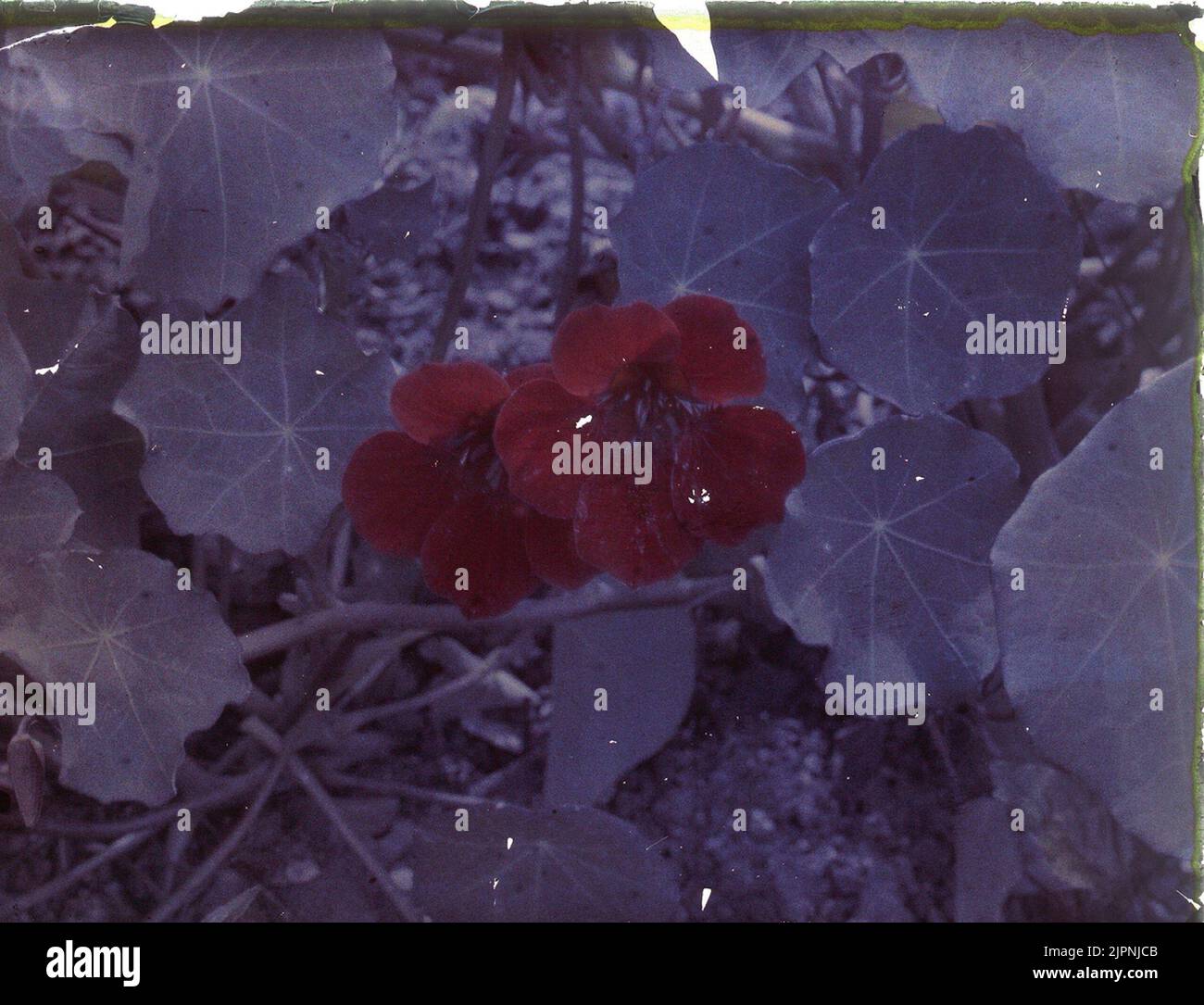 Piastra colorata di scratchblom Färgplåt AV krasseblom Foto Stock