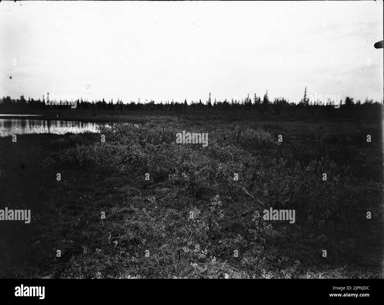 (Paludi) (Myrmark) Foto Stock